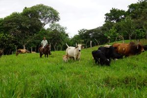 Finca-Cabobre-La-Mesa-San-Martin-Gonzalo-Dominguez